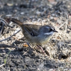 Sericornis frontalis (White-browed Scrubwren) at Acton, ACT - 16 Feb 2018 by AlisonMilton