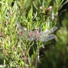 Synthemis eustalacta (Swamp Tigertail) at Acton, ACT - 16 Feb 2018 by AlisonMilton