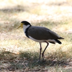 Vanellus miles (Masked Lapwing) at Acton, ACT - 16 Feb 2018 by Alison Milton