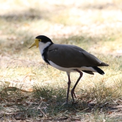 Vanellus miles (Masked Lapwing) at ANU Dickson Precinct - 16 Feb 2018 by AlisonMilton