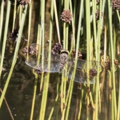 Adversaeschna brevistyla (Blue-spotted Hawker) at Canberra Central, ACT - 16 Feb 2018 by AlisonMilton