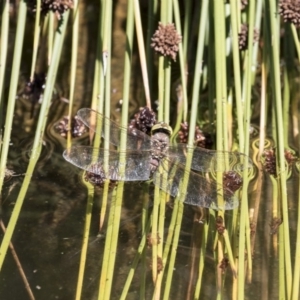 Adversaeschna brevistyla at Canberra Central, ACT - 16 Feb 2018