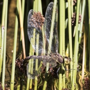 Adversaeschna brevistyla at Canberra Central, ACT - 16 Feb 2018