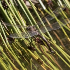 Adversaeschna brevistyla at Canberra Central, ACT - 16 Feb 2018 02:15 PM