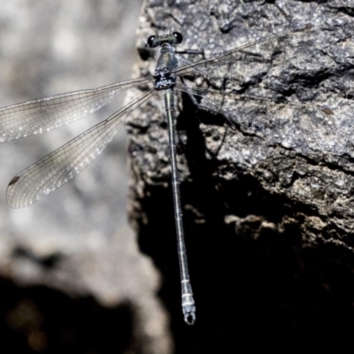 Austroargiolestes icteromelas (Common Flatwing) at Acton, ACT - 16 Feb 2018 by AlisonMilton