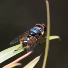 Austalis copiosa (Hover fly) at ANBG - 15 Feb 2018 by Alison Milton