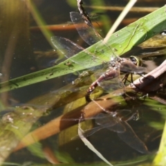 Adversaeschna brevistyla (Blue-spotted Hawker) at Lake Ginninderra - 10 Feb 2018 by Alison Milton