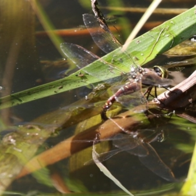 Adversaeschna brevistyla (Blue-spotted Hawker) at Belconnen, ACT - 10 Feb 2018 by Alison Milton