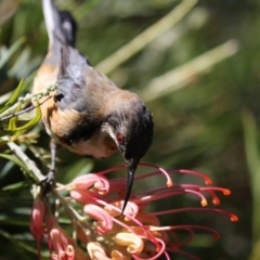 Acanthorhynchus tenuirostris (Eastern Spinebill) at Acton, ACT - 16 Feb 2018 by AlisonMilton