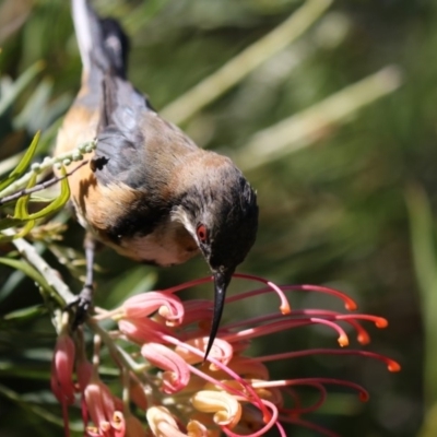 Acanthorhynchus tenuirostris (Eastern Spinebill) at Acton, ACT - 16 Feb 2018 by Alison Milton