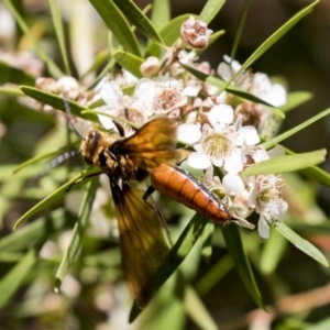 Zaspilothynnus sp. (genus) at Acton, ACT - 16 Feb 2018