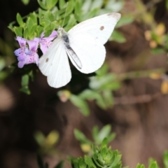 Pieris rapae (Cabbage White) at ANBG - 16 Feb 2018 by Alison Milton