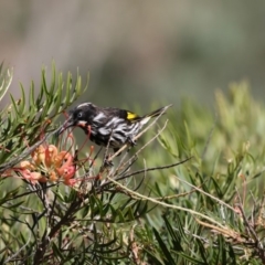 Phylidonyris novaehollandiae (New Holland Honeyeater) at Acton, ACT - 16 Feb 2018 by Alison Milton