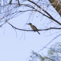 Todiramphus sanctus (Sacred Kingfisher) at Higgins, ACT - 17 Feb 2018 by AlisonMilton