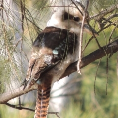 Dacelo novaeguineae (Laughing Kookaburra) at Molonglo River Reserve - 17 Feb 2018 by michaelb