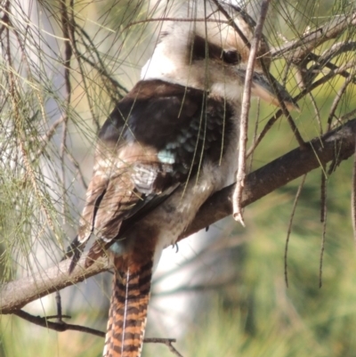 Dacelo novaeguineae (Laughing Kookaburra) at Molonglo, ACT - 17 Feb 2018 by michaelb