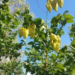 Koelreuteria paniculata at Deakin, ACT - 17 Feb 2018