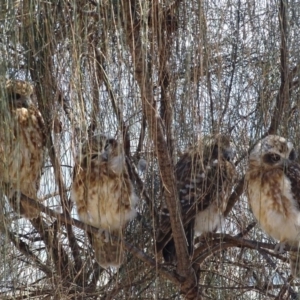 Ninox boobook at Red Hill, ACT - 31 Jan 2018