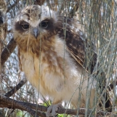 Ninox boobook at Red Hill, ACT - 31 Jan 2018