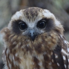 Ninox boobook (Southern Boobook) at Red Hill, ACT - 30 Jan 2018 by roymcd