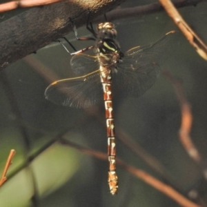 Austroaeschna unicornis at Paddys River, ACT - 18 Feb 2018