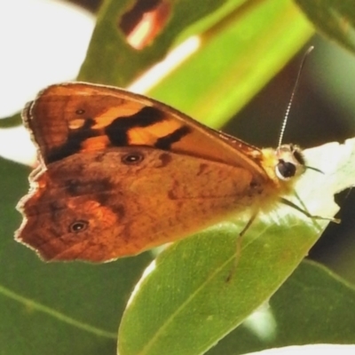 Heteronympha banksii (Banks' Brown) at Paddys River, ACT - 18 Feb 2018 by JohnBundock