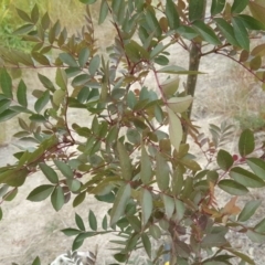 Fraxinus sp. (An Ash) at Garran, ACT - 19 Feb 2018 by Mike