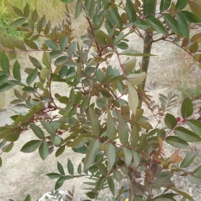 Fraxinus sp. (An Ash) at Garran, ACT - 19 Feb 2018 by Mike