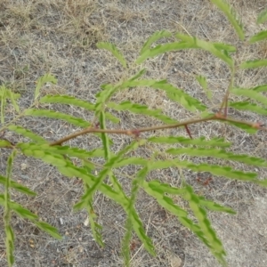 Gleditsia triacanthos at Garran, ACT - 19 Feb 2018 02:54 PM