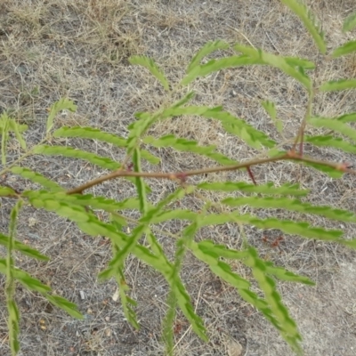 Gleditsia triacanthos (Honey Locust, Thorny Locust) at Garran, ACT - 19 Feb 2018 by Mike