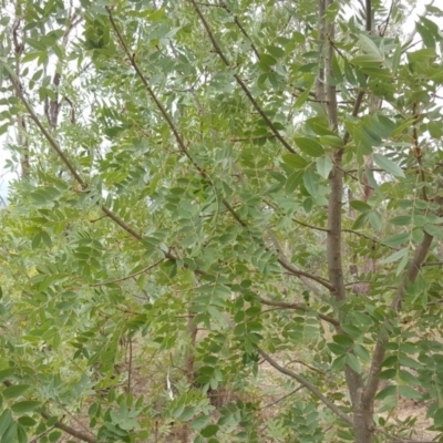 Fraxinus sp. (An Ash) at O'Malley, ACT - 19 Feb 2018 by Mike