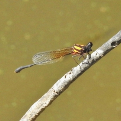 Nososticta solida (Orange Threadtail) at Greenway, ACT - 17 Feb 2018 by JohnBundock