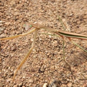 Tenodera australasiae at Belconnen, ACT - 19 Feb 2018