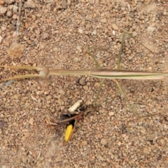 Tenodera australasiae at Belconnen, ACT - 19 Feb 2018