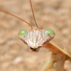 Tenodera australasiae at Belconnen, ACT - 19 Feb 2018