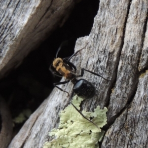 Polyrhachis semiaurata at Rob Roy Range - 3 Feb 2018