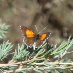 Lucia limbaria (Chequered Copper) at Acton, ACT - 16 Feb 2018 by Christine