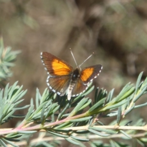 Lucia limbaria at Acton, ACT - 16 Feb 2018 11:01 AM