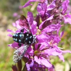 Thyreus caeruleopunctatus at Acton, ACT - 16 Feb 2018 11:31 AM