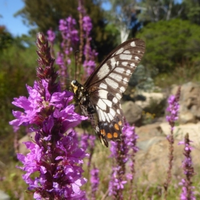 Papilio anactus (Dainty Swallowtail) at Acton, ACT - 16 Feb 2018 by Christine