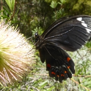 Papilio aegeus at Acton, ACT - 16 Feb 2018