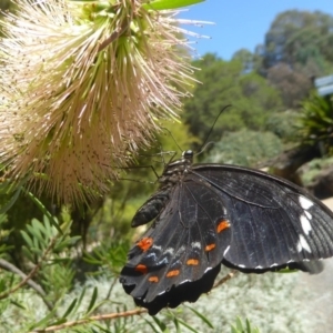 Papilio aegeus at Acton, ACT - 16 Feb 2018