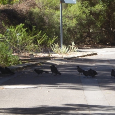 Corcorax melanorhamphos (White-winged Chough) at Acton, ACT - 16 Feb 2018 by Christine