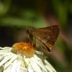 Dispar compacta (Barred Skipper) at Acton, ACT - 16 Feb 2018 by Christine