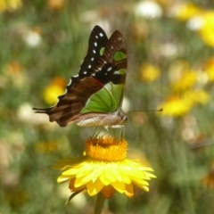 Graphium macleayanum (Macleay's Swallowtail) at Acton, ACT - 16 Feb 2018 by Christine