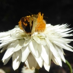 Ocybadistes walkeri at Acton, ACT - 16 Feb 2018 12:16 PM