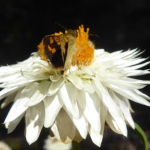 Ocybadistes walkeri at Acton, ACT - 16 Feb 2018