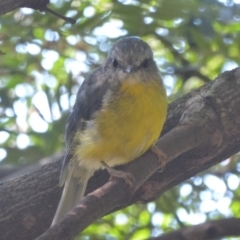 Eopsaltria australis (Eastern Yellow Robin) at Acton, ACT - 17 Feb 2018 by Christine