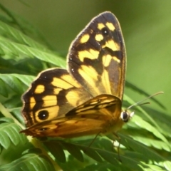 Heteronympha paradelpha (Spotted Brown) at Acton, ACT - 17 Feb 2018 by Christine