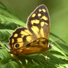 Heteronympha paradelpha (Spotted Brown) at Acton, ACT - 17 Feb 2018 by Christine